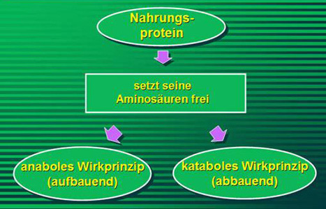 Dietary protein metabolism pathways